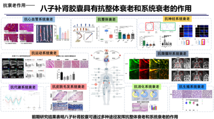 衰老是万病之源,创新中药八子补肾胶囊助推健康老龄化!