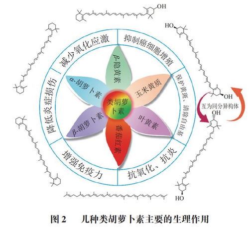 食品科学 北京联合大学闫文杰教授等 类胡萝卜素类原料在缓解视觉疲劳保健食品中的应用研究进展