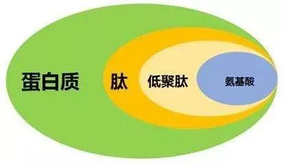 肽 生命存在的物质基础